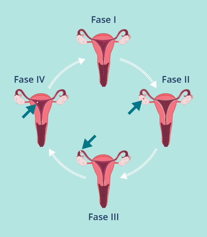 Menstruación, ovulación y fertilización - Hablemos de Sexo y Amor