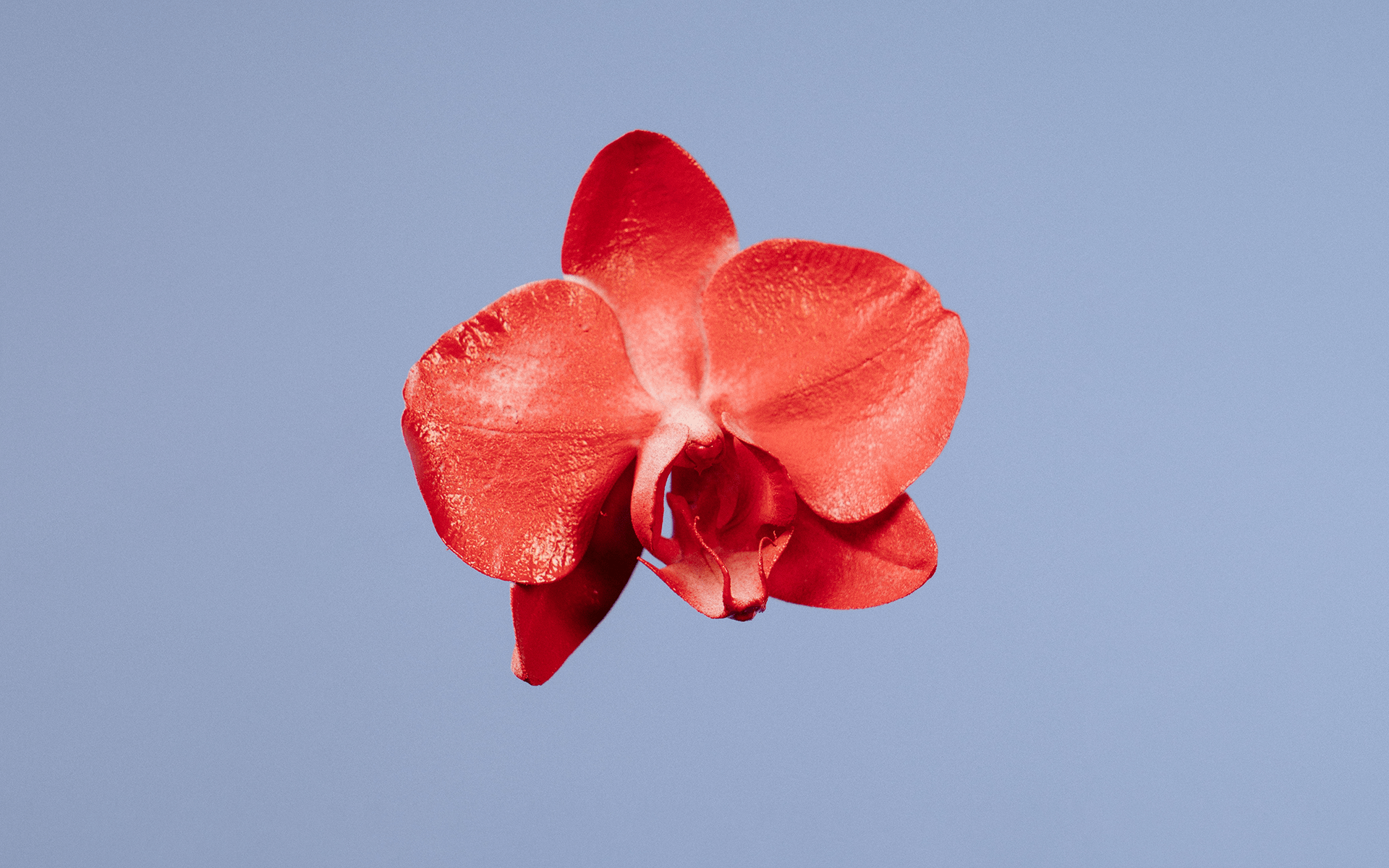 flor conceptual