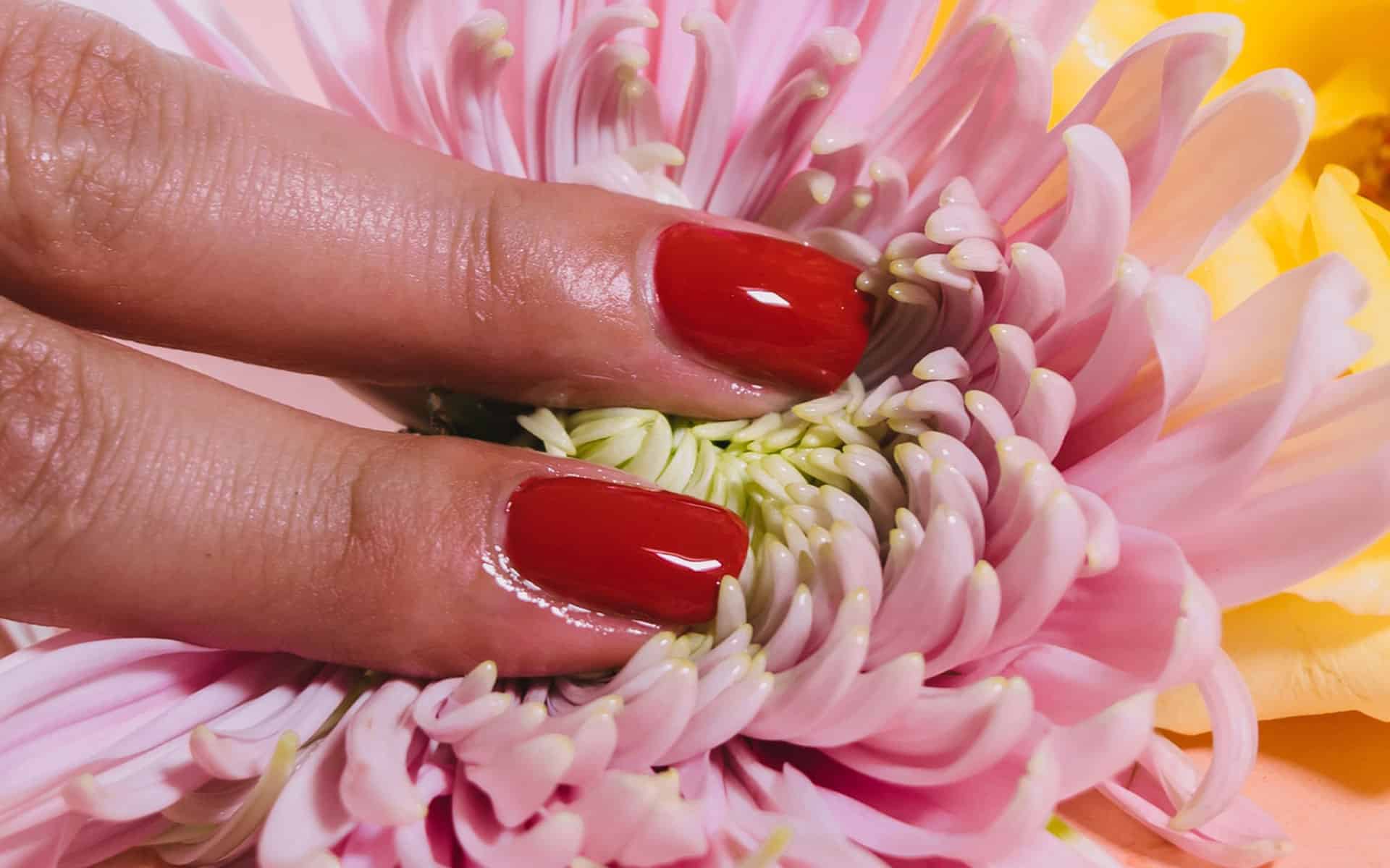 close up de dedos sobre una flor
