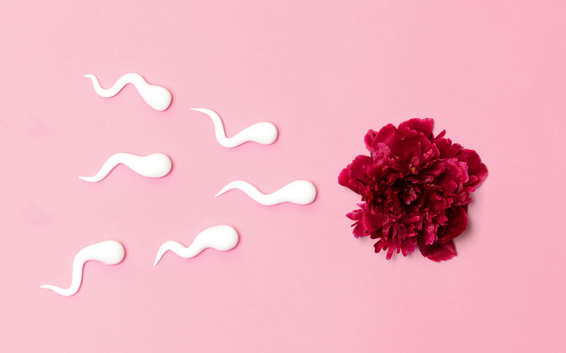 Fertilización in vitro. Concepto médico de inseminación artificial. Flor de peón rojo con formas de esperma plástica
