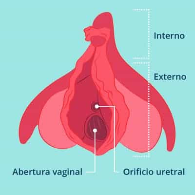 clitoris anatomia