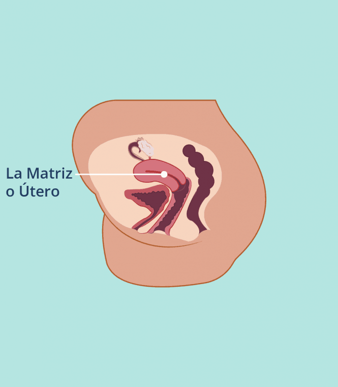 matriz o utero