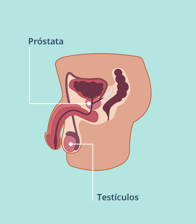 prostata y testiculos