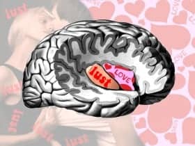 Existe un lugar en el cerebro donde detectar el amor